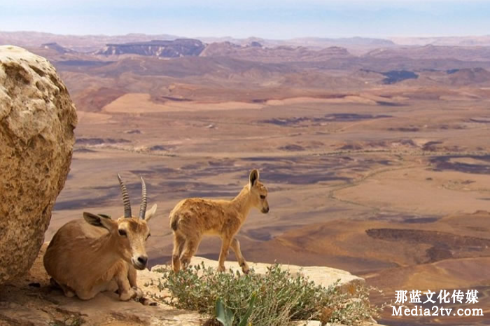 紀(jì)錄片在新媒體時(shí)代下的幾種發(fā)展模式
