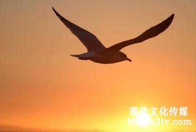 如何陪孩子看紀(jì)錄片