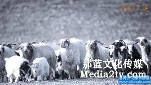 紀(jì)錄片部落-高清紀(jì)錄片下載:什么樣的紀(jì)錄片適合大銀幕？| 2018年度紀(jì)錄片不雅察