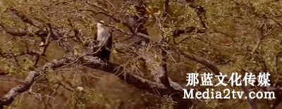 我有長焦航拍！地上的蛇矛短炮，哆嗦吧...